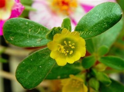  Flower